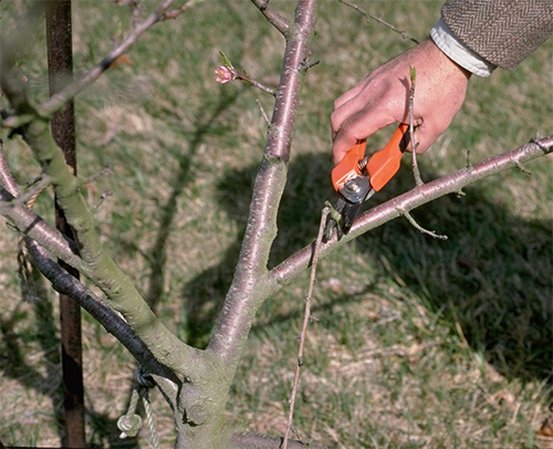 pottstown tree trimming services